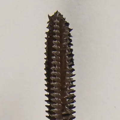 Infinilash Mascara - Brown view 3